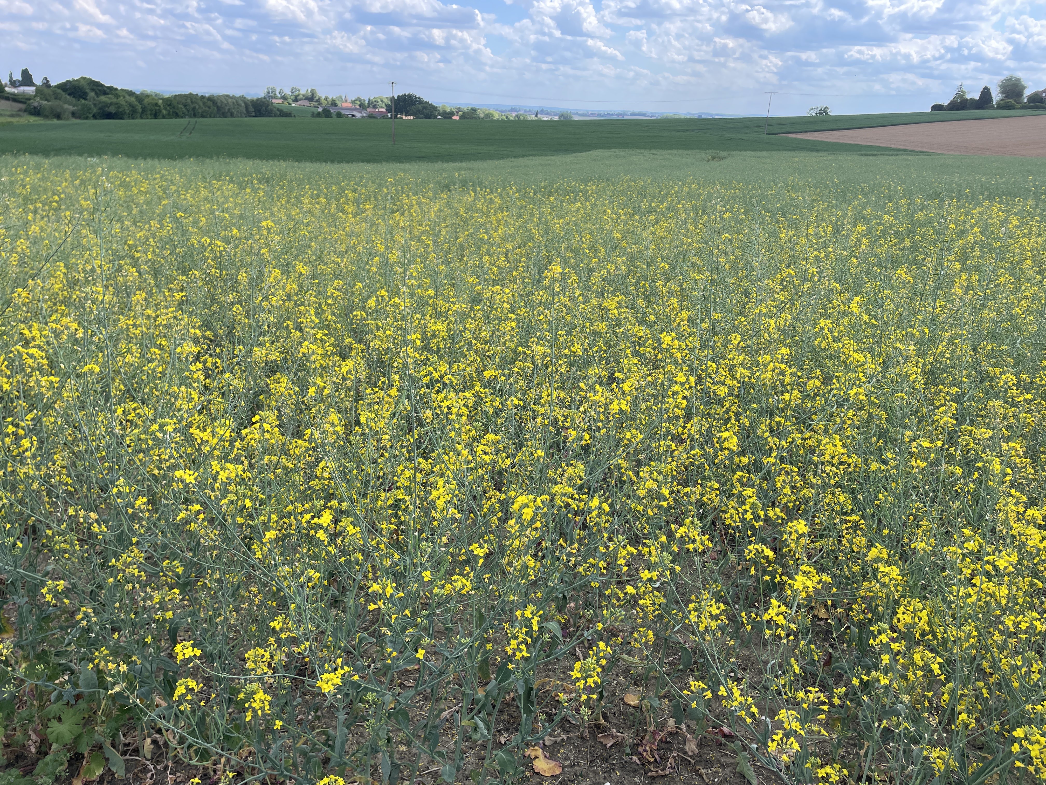 QGX2+55 Cassel, France / 11-05-2025 15:45 / 20.78 °C en half bewolkt