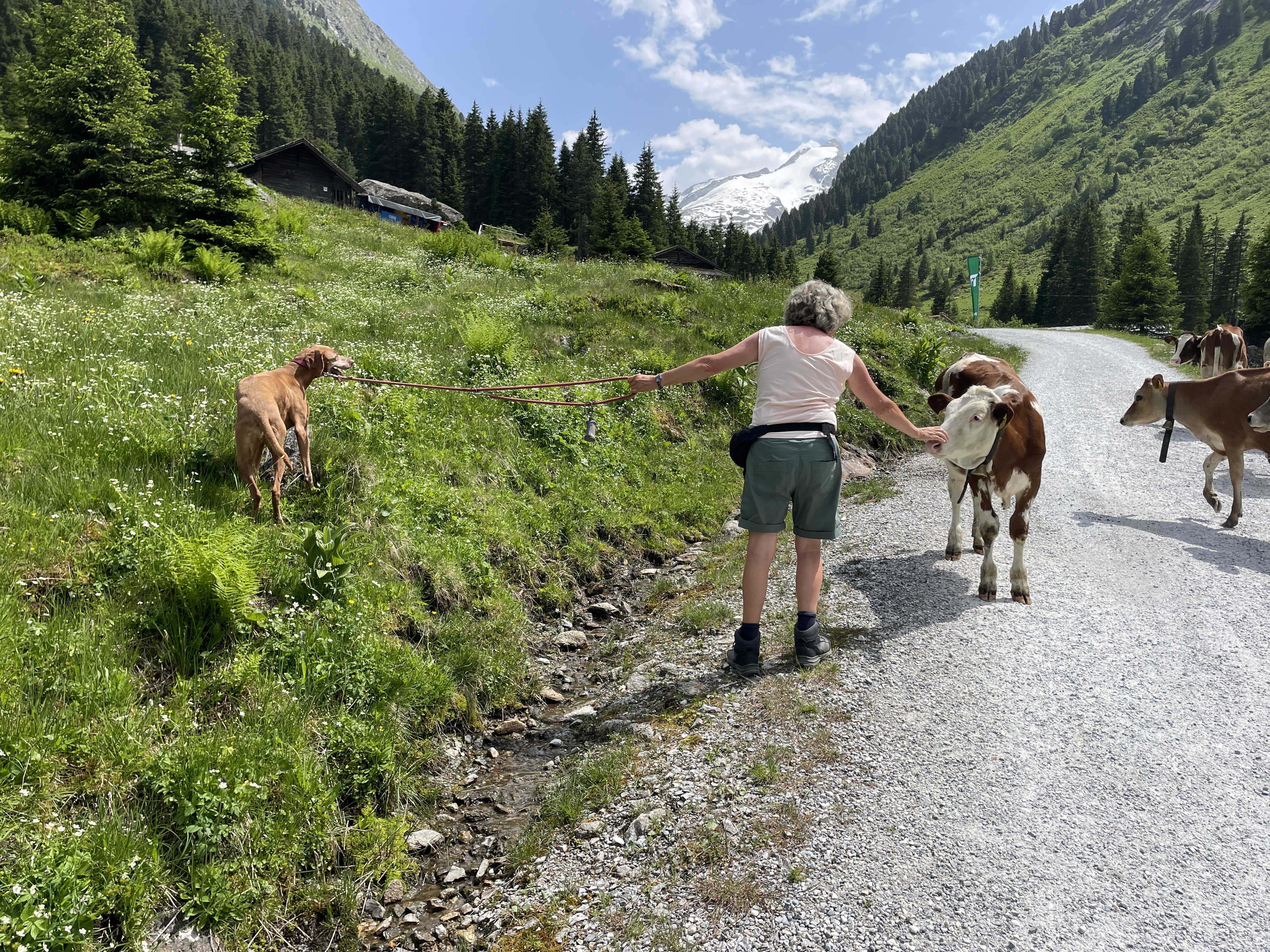 Zittauer Hütte im Wildgerlostal, 5743, Austria / 14-06-2025 15:04 / 24.76 °C en matige regen