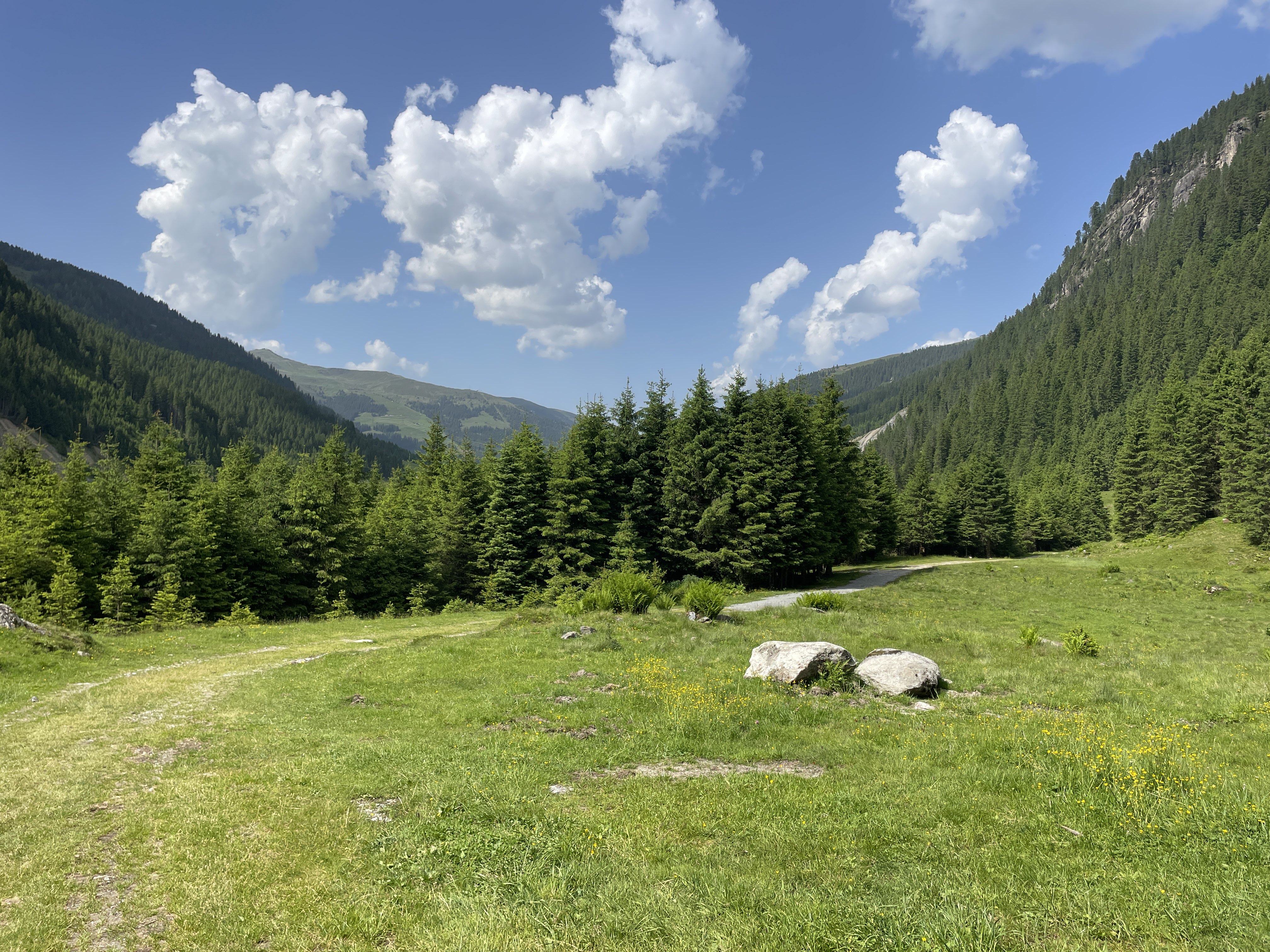 6425+89 Wald im Pinzgau, Austria / 14-06-2025 16:01 / 24.22 °C en zeer lichte bewolking